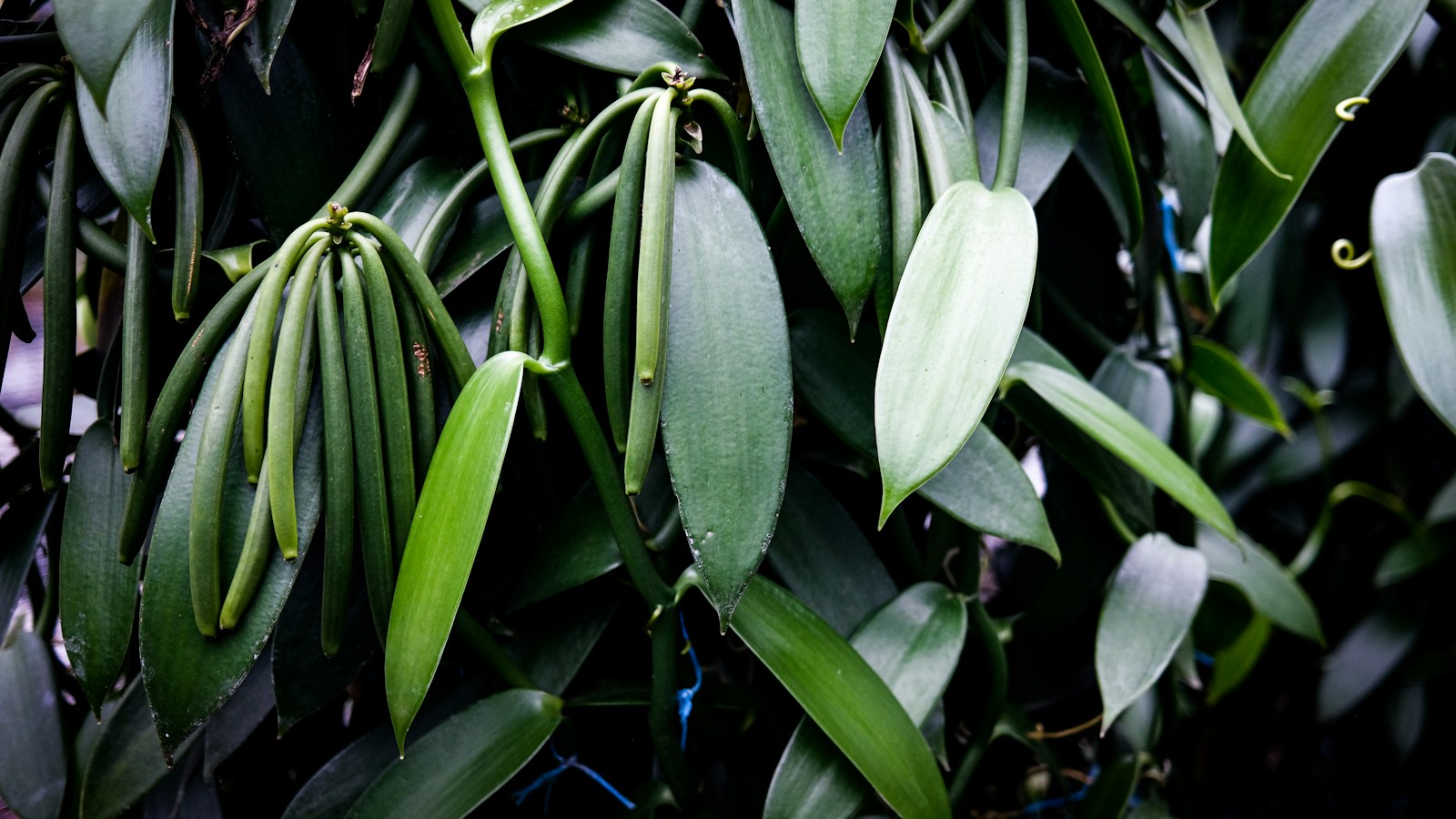 Green vanilla pods growing among leaves