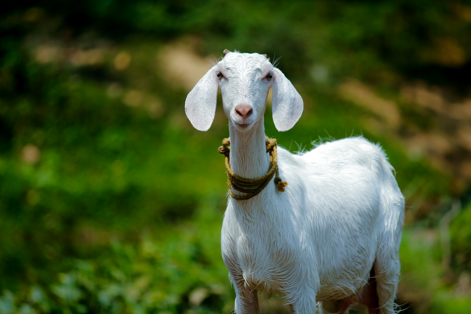 A white goat standing outdoors