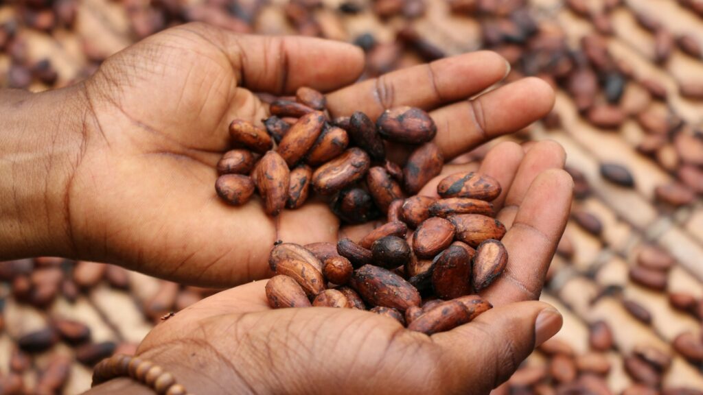 Hands holding whole dried cacao beans before shelling and crushing