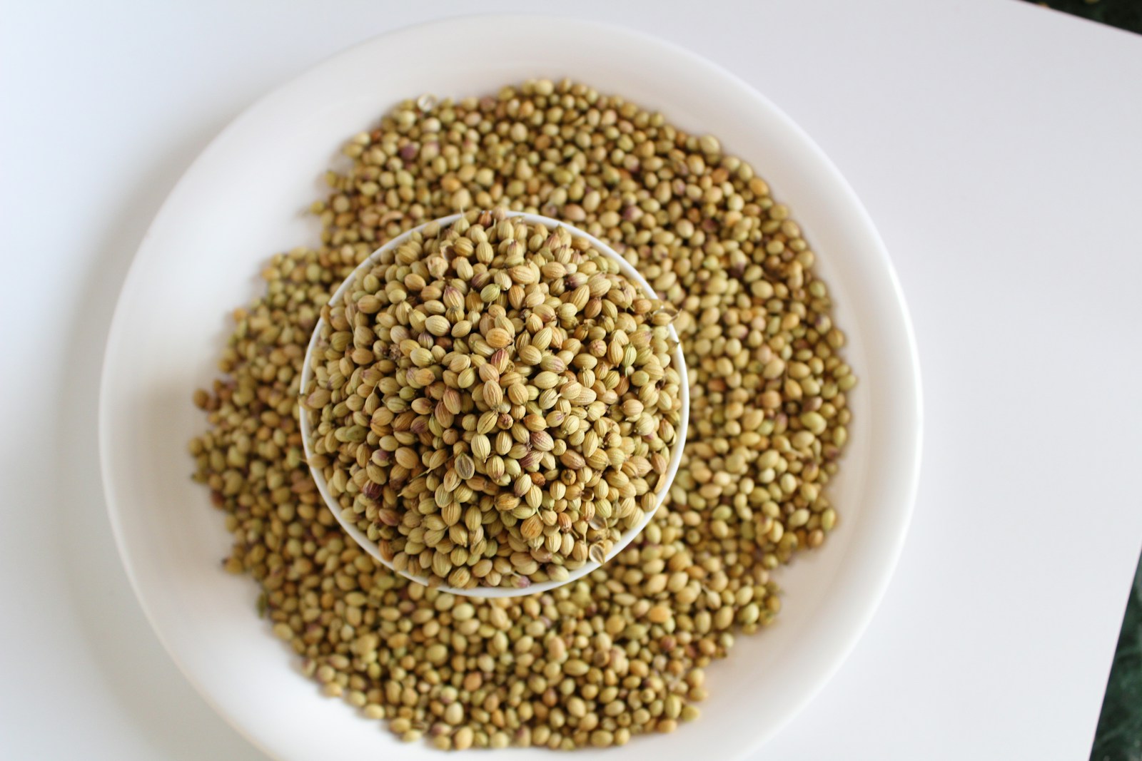 Whole coriander seeds in a spoon over a white plate